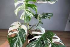 Ideal Buat Dekorasi Indoor Estetik, 5 Tanaman Hias yang Tidak Membutuhkan Cahaya Matahari, Mudah Dirawat