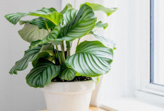 Jarang Dipelihara, 6 Tanaman Hias Perawatan Minimalis & Simpel ini Bisa Bantu Usir Polusi di Rumah