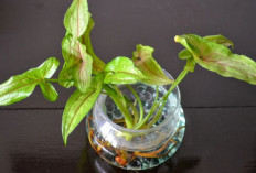 6 Tanaman Hidroponik Praktis, Mudah Dirawat, Estetik, Bikin Ruangan Kecil Tetap Hidup dan Segar