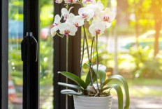 Tak Hanya Indah, 5 Tanaman Hias Bunga Ini Pembawa Energi Positif, Keharmonisan dan Keberuntungan ke Rumah