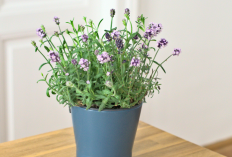 Minimal Punya Satu! Daftar 7 Tanaman Hias Penarik Rezeki Sekaligus Pengusir Nyamuk Alami