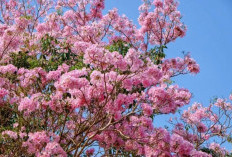 5 Pohon Peneduh untuk Halaman Rumah yang Bikin Suasana Lebih Rindang, Adem dan Cocok untuk Lahan Terbatas