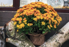 6 Tanaman Hias Penyerap Polusi Paling Ampuh Bikin Rumah Lebih Sehat, Sejuk dan Nyaman Setiap Hari