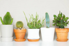 Jarang Disiram Tetap Hidup, Ini 6 Tanaman Hias Tahan Banting, Penyaring Udara Alami untuk yang Super Sibuk