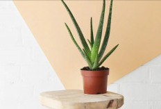 5 Tanaman Hias di Dalam Rumah Pembersih Udara