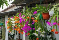 Tingkatkan Oksigen dengan 5 Tanaman Hias Gantung Penghasil Oksigen yang Mudah dirawat Ini