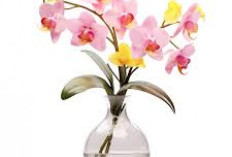 Lagi Tren, Cocok Buat Pemula! Ini 5 Tanaman Hias Hidroponik di Dalam Ruangan yang Cantik, Estetik dan Berbunga