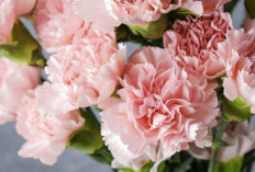 6 Tanaman Pembawa Sial yang Harus Dihindari Untuk Ditempatkan di Bagian Rumah Tertentu, Bisa Menghambat Rezeki