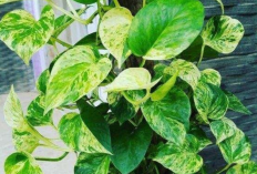 Taruh di Depan Rumah Bisa Tambah Kaya, Ini Daftar 5 Tanaman Hias Pembawa Rezeki 2026