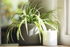 Ini 10 Tanaman Indoor Pembersih Udara, yang Cocok Untuk Ruang Tamu, Dapur, Hingga Kamar Tidur