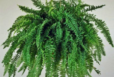 Rekomendasi Tanaman Hias Gantung Penyerap Polusi yang Mudah Perawatannya, Berikut 5 Rekomendasinya