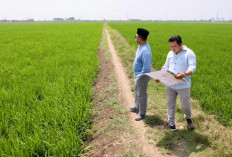 Nusron Tinjau Kawasan Industri Indramayu, Pastikan Lahan Sawah Tidak Masuk LSD Nasional