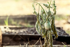 Sebaiknya Dihindari! Berikut 6 Tanaman Hias Penghambat Rezeki yang Dipercaya Pembawa Sial 2026, No 4 Beracun