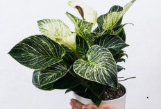 Cegah Polusi Masuk ke Rumah! Ini 7 Tanaman Hias Pembersih Udara yang Cocok Untuk Daerah Perkotaan