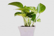 Cegah Polusi Masuk ke Rumah! Berikut 6 Tanaman Hias Pembersih Udara dari Polusi, Wajib Untuk di Perkotaan