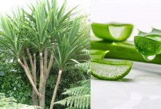 Cocok Untuk Kaum Mageran, 3 Tanaman Hias Outdoor Tahan Panas Ini Bisa Kamu Rawat Sendiri!