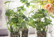 Rekomendasi 6 Tanaman Hias Hidroponik Elegan, Cocok untuk Dekorasi Rumah Minimalis