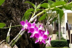 Dipercaya Bawa Energi Positif, 9 Tanaman Hias Bikin Rumah Sehat, Seimbang, Estetik, Nyaman dan Udara Bersih