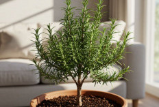 Cocok Untuk Konsep Minimalis, Ini 5 Tanaman Hias Pengusir Energi Negatif yang Bisa Mengundang Rezeki ke Rumah