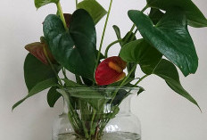 Minimalis & Estetik, 5 Tanaman Hias Media Air di Vas Kaca yang Cocok untuk Meja Kerja atau Ruang Tamu