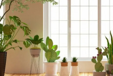 Pemula Wajib Tahu! 6 Tips Merawat Tanaman Hias di Dalam Ruangan Biar Tetap Segar & Tidak Mudah Layu