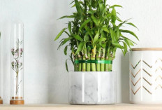 Sambut Tahun Baru dengan 5 Tanaman Hias Pembawa Hoki dan Cara Menyimpan Agar Energi Positif Maksimal