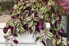 5 Tanaman Hias Outdoor Estetik untuk Depan Rumah, Rahasia Hunian Cantik Maksimal Tanpa Keluar Biaya Mahal