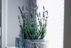 Punya Aroma yang Khas, Ini 5 Tanaman Hias Pengusir Nyamuk yang Cocok Diletakkan di Kamar Tidur