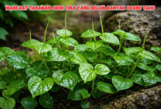 Jarang Diketahui! Manfaat Daun Sirih Cina Ternyata Bisa Bantu Atasi Jerawat hingga Asam Urat!