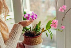 Simbol Perlindungan & Penuh Kedamaian, Ini 5 Tanaman Hias Pengusir Energi Negatif di Dalam Rumah