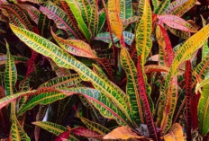 Tanpa Ribet Perawatan, 5 Tanaman Hias Indoor Ini Cocok untuk Rumah dan Ruang Kerja Lebih Segar dan Estetik