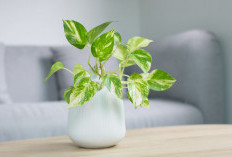 Mengundang Kesialan, Berikut 4 Tanaman Hias Pembawa Sial yang Harus Diperhatikan Peletakannya di Dalam Rumah