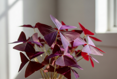 Rahasia Rumah Elegan Tak Membosankan, 5 Tanaman Hias Daun Ungu dan Penempatan yang Pas