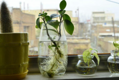 Rekomendasi 7 Tanaman Hias Indoor dengan Media Air atau Hidroponik, Cocok Dipajang Menggunakan Vas Bening!