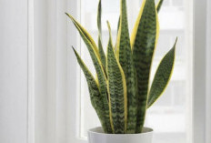 5 Tanaman Hias Pembersih Udara di Dalam Ruangan yang Bikin Rumah Lebih Sehat, Segar, dan Estetik