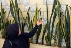 Mudah dirawat dan Bisa Bawa Keberuntungan, 6 Tanaman Hias Pembawa Energi Positif ini Cocok Jadi Dekorasi Teras