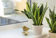 Bersihkan Polutan dari Rumah! 7 Macam Tanaman Hias Pemurni Udara Sekaligus Percantik Interior Rumah