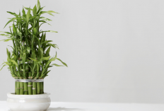 Bambu Air Tanaman Pembawa Hoki, Ini Penempatan yang Tepat dalam Feng Shui Agar Rezeki Lancar!