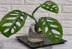 Bikin Rezeki Mengalir! 5 Tanaman Hias Pembersih Udara di Dalam Ruangan yang Wajib Kamu Punya di Rumah