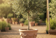 7 Tanaman Hias Outdoor Pembawa Hoki, Anti Panas & Hujan dan Ngga Gampang Layu, Berikut Daftarnya