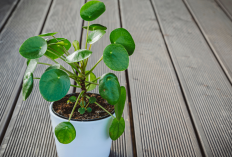 8 Tanaman Hias Membawa Keberkahan & Keberuntungan, Bikin Rumah Hoki dan Makin Estetik!