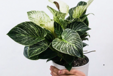 Bikin Rumah Jadi Estetik dan Bebas Udara Toxic, Beriku 10 Rekomendasi Tanaman Hias Pembersih Udara Indoor