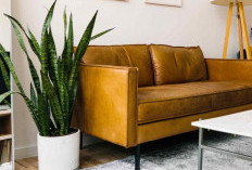 Tambah Rezeki Pemilik, Berikut 5 Jenis Tanaman Hias Pembawa Rezeki yang Mudah Dirawat di dalam Rumah