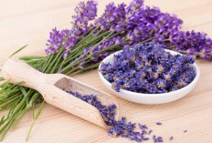 Anti Bau dan Pengap, Ini 7 Tanaman Penyerap Bau yang Wajib Dicoba di Rumah