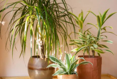 7 Tanaman Indoor Penghasil Oksigen Bikin Udara Rumah Lebih Bersih, Segar Sepanjang Hari dan Bebas Polusi