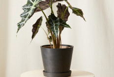 Auto Estetik! 6 Tanaman Hias untuk di Ruang Tamu yang Unik, Bikin Interior Rumah Makin Menarik