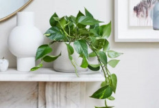 8 Tanaman Hias Pengusir Energi Negatif Ini Bikin Rumah Adem, Udara Bersih dan Pikiran Lebih Tenang   