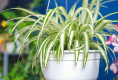 Bersihkan Udara Rumah dari Polusi, 7 Jenis Tanaman Hias Pembersih Udara Ini Wajib Dimiliki di Dalam Rumah
