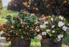 10 Tanaman Hias Pembawa Keberuntungan yang Cocok Untuk Outdoor, Serta Cara Penempatannya Menurut Feng Shui