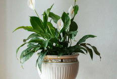 Rumah Lebih Fresh Saat Lebaran, Ini 6 Tanaman Hias yang Cocok Jadi Dekorasi Indoor Sekaligus Penyaring Udara